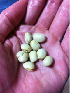 image-20120205001150.png